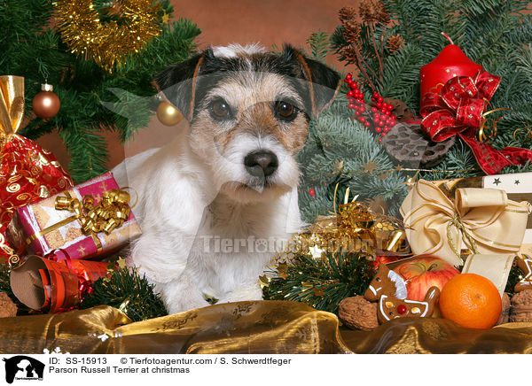 Parson Russell Terrier an Weihnachten / Parson Russell Terrier at christmas / SS-15913