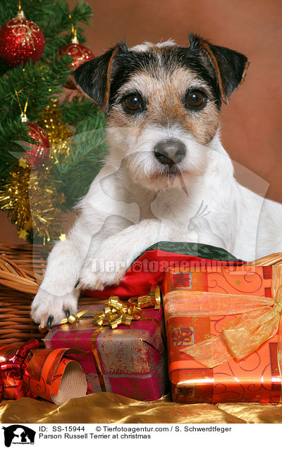 Parson Russell Terrier an Weihnachten / Parson Russell Terrier at christmas / SS-15944