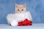 British Shorthair Kitten at christmas