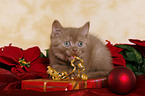 christmas kitten