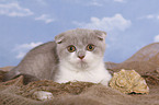 Scottish Fold