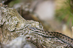 European adder