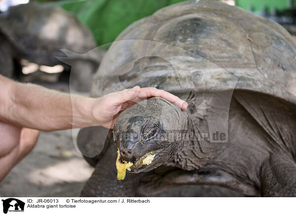 Aldabra giant tortoise / JR-06013