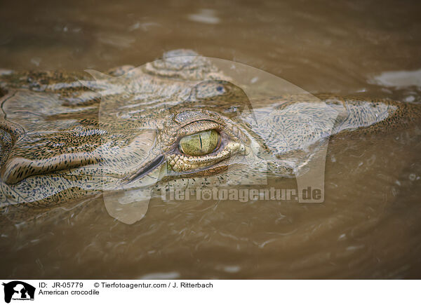 Spitzkrokodil / American crocodile / JR-05779