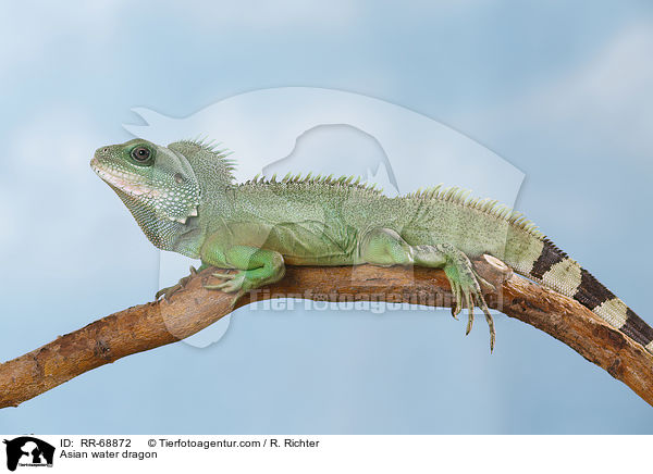 Grne Wasseragame Grner / Asian water dragon / RR-68872