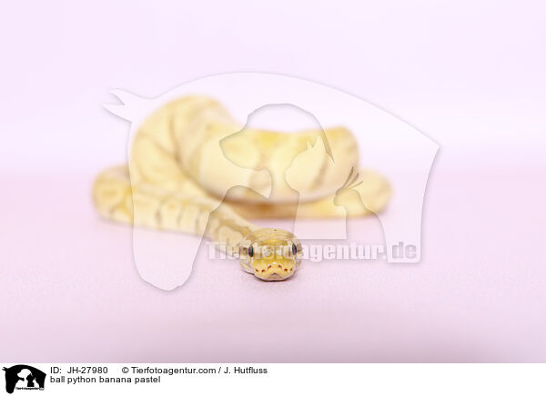 ball python banana pastel / JH-27980