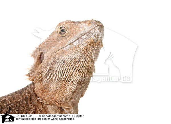 central bearded dragon at white background / RR-69319