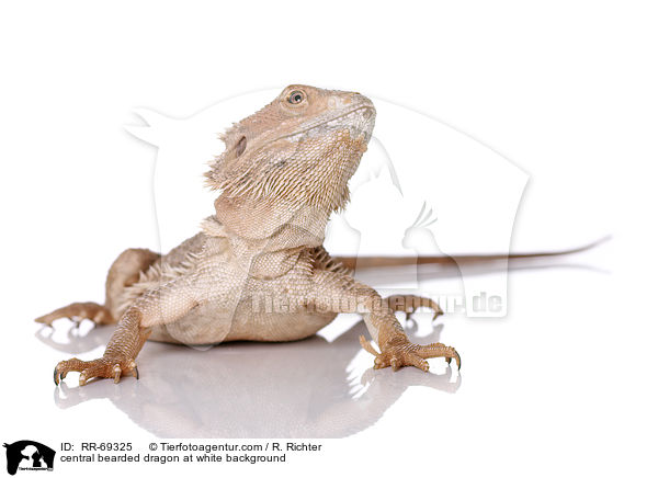 central bearded dragon at white background / RR-69325