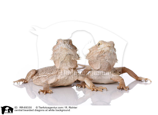 central bearded dragons at white background / RR-69330