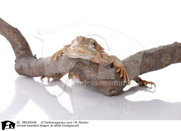 central bearded dragon at white background / RR-69348
