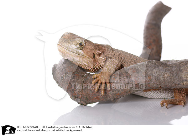 central bearded dragon at white background / RR-69349