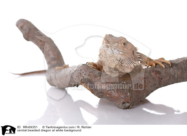 central bearded dragon at white background / RR-69351
