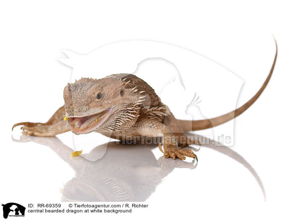 central bearded dragon at white background / RR-69359
