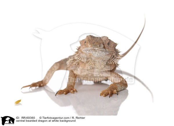 Streifenkpfige Bartagame auf weiem Hintergrund / central bearded dragon at white background / RR-69360