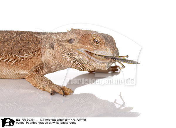 Streifenkpfige Bartagame auf weiem Hintergrund / central bearded dragon at white background / RR-69364