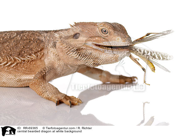 central bearded dragon at white background / RR-69365