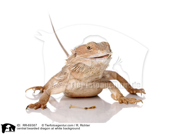 Streifenkpfige Bartagame auf weiem Hintergrund / central bearded dragon at white background / RR-69367