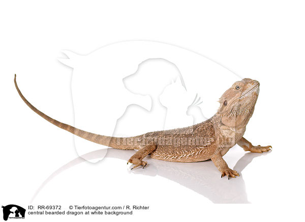Streifenkpfige Bartagame auf weiem Hintergrund / central bearded dragon at white background / RR-69372