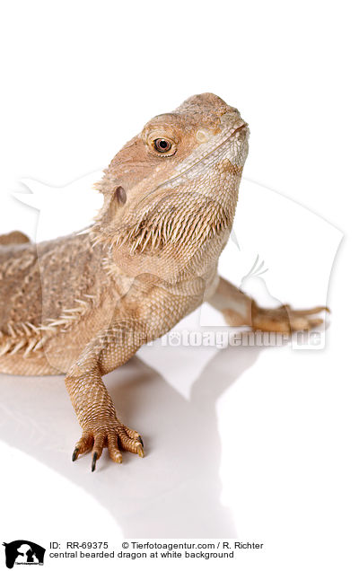 Streifenkpfige Bartagame auf weiem Hintergrund / central bearded dragon at white background / RR-69375