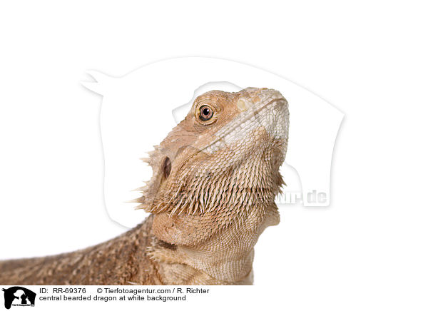 Streifenkpfige Bartagame auf weiem Hintergrund / central bearded dragon at white background / RR-69376