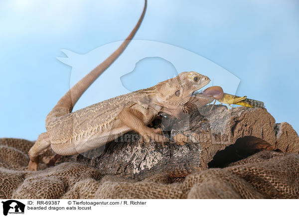 Bartagame frisst Wanderheuschrecke / bearded dragon eats locust / RR-69387