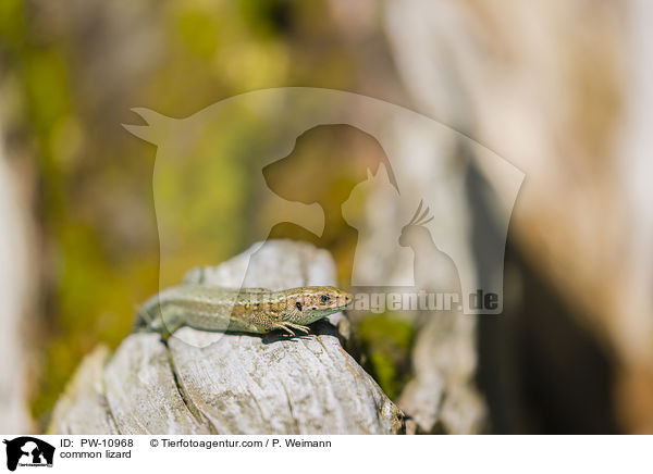 Waldeidechse / common lizard / PW-10968