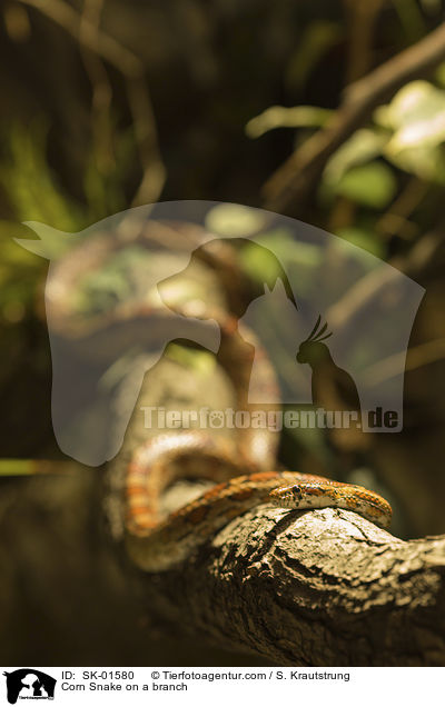 Kornnatter auf einem Ast / Corn Snake on a branch / SK-01580