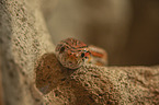 corn snake