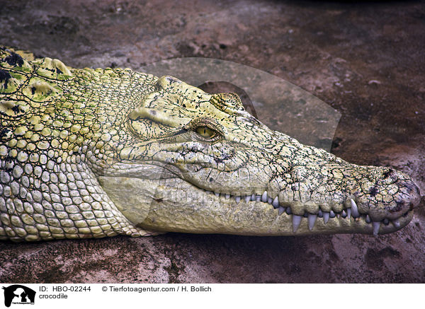 Krokodil / crocodile / HBO-02244