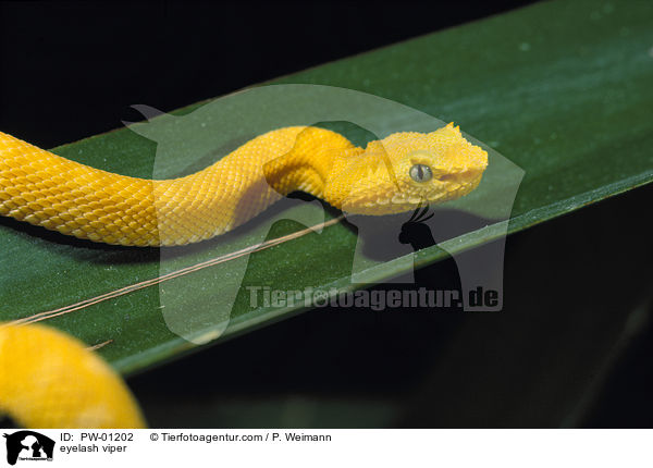 Greifschwanz-Lanzenotter / eyelash viper / PW-01202