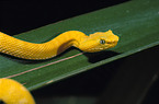 eyelash viper