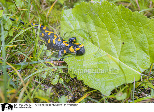 fire salamander / PW-09312