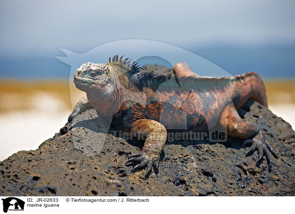 marine iguana / JR-02633