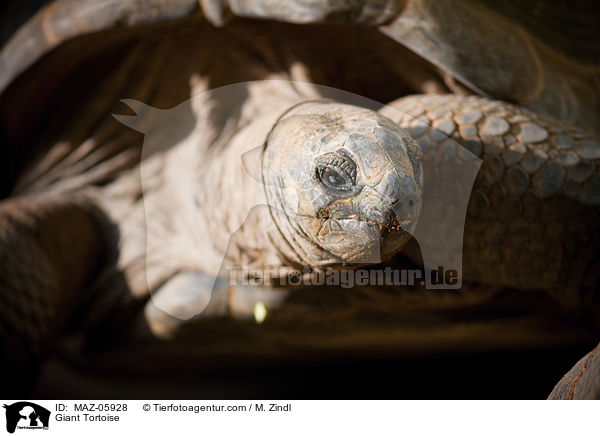 Giant Tortoise / MAZ-05928