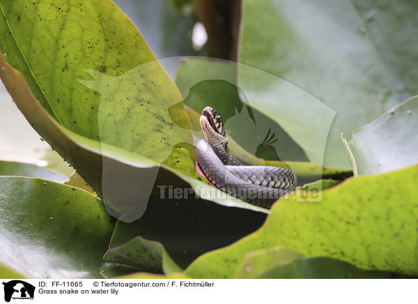 Ringelnatter auf Seerose / Grass snake on water lily / FF-11665