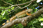 green Iguana