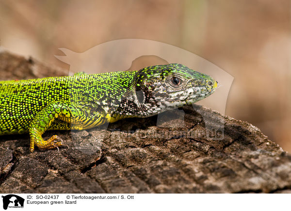 European green lizard / SO-02437