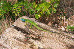 European green lizard