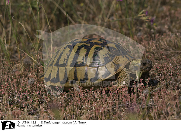 Hermanns tortoise / AT-01122
