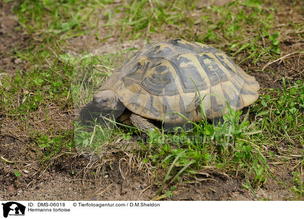 Hermanns tortoise / DMS-06018