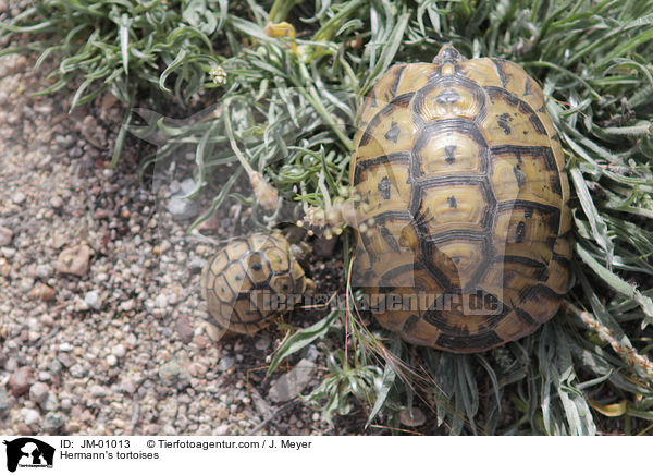 Hermann's tortoises / JM-01013