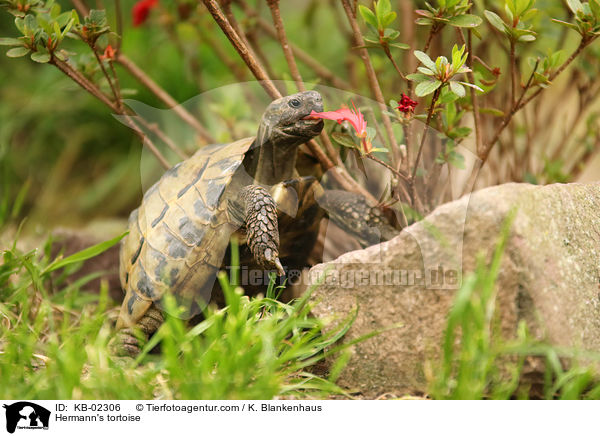 Hermann's tortoise / KB-02306