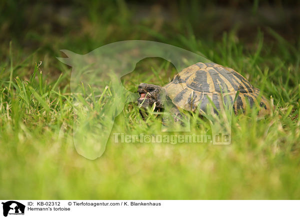 Hermann's tortoise / KB-02312