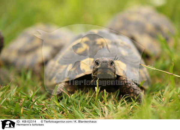 Hermann's tortoises / KB-02314