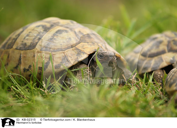 Hermann's tortoise / KB-02315