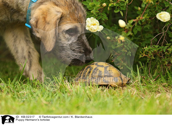 Puppy Hermann's tortoise / KB-02317