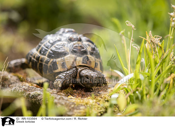 Greek tortoise / RR-103564