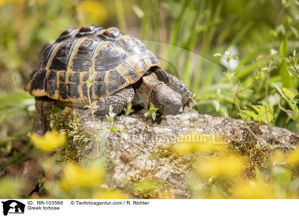 Greek tortoise / RR-103566