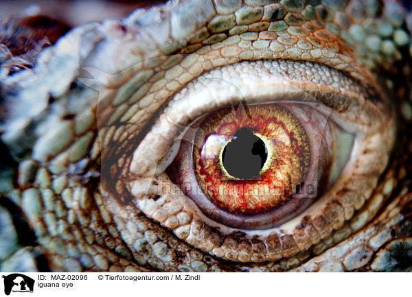 Leguan Auge / iguana eye / MAZ-02096