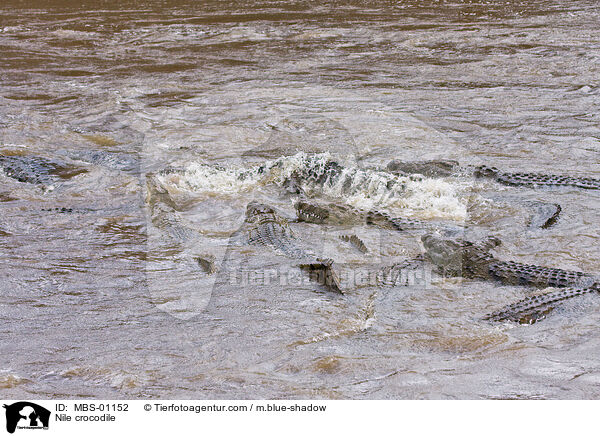Nile crocodile / MBS-01152